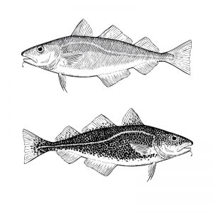 Fig. 1. Morue de l'Atlantique (Gadus morhua).