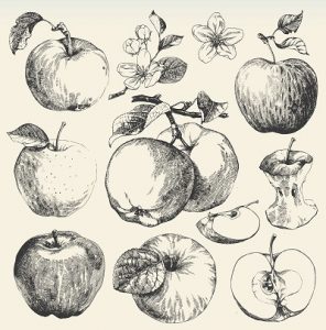 Fig. A. Pommes. Musée Y'a d'la pomme, Montauban.