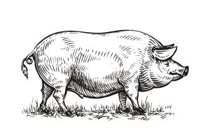 Être habile de ses mains comme un cochon de sa queue