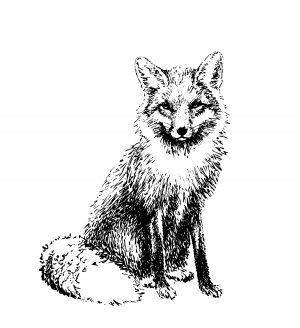 Écorcher le renard 