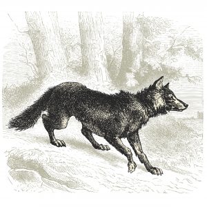 voir le loup